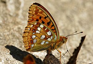 Argynnis-adippe-01.jpg