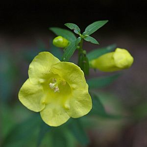 Aureolaria laevigata flower.jpg