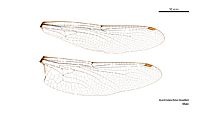 Austroaeschna muelleri male wings (35053215805)