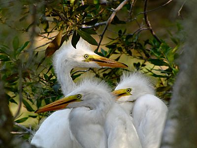 Baby Great Egrets on Callawassie Island
