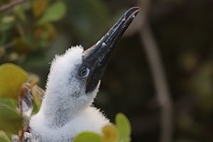 Baby red-footed booby