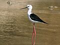 Black winged Stilt I MG 9747