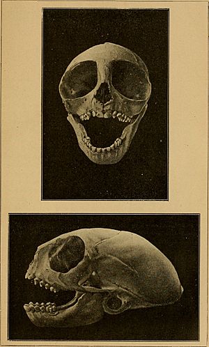 Bollettino della Societá romana per gli studi zoologici (1896) (20391949975)
