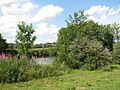 Buddleia and Rosebay willowherb - geograph.org.uk - 1387410