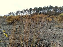 Bushfire in Prospect Hill