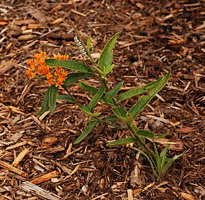 Butterfly Weed Asclepias tuberosa and Monarch Caterpillar 2056px