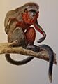 Callicebus baptista