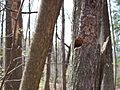 Carolina Chickadee Nest
