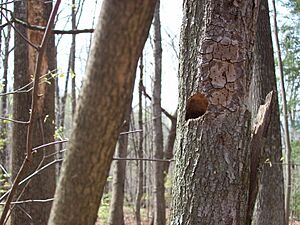 Carolina Chickadee Nest