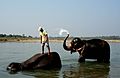 Chitwan Elephants bathing