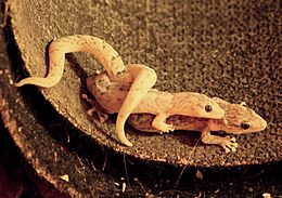 Christinus marmoratus (Marbled Gecko)