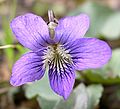 Common Blue Violet (Viola sororia var. sororia) - Flickr - Jay Sturner