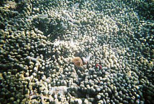 Coral formations behind Guilligan's Island - panoramio - Jose L. Dominguez