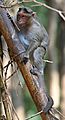 Crab-eating Macaque tree