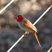 Crimson Finch (Female).3