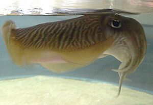Cuttlefish