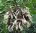 Cyanea angustifolia (4822099041)