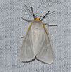 Cycnia inopinatus – Unexpected Cycnia Moth (ID verified by Ken Childs) (14422567929).jpg