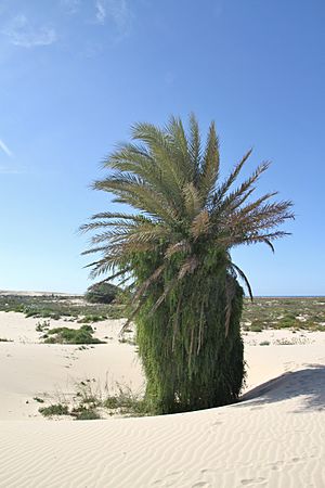 Date palm in Boa Vista, 2010 12.JPG
