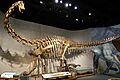 Diplodocus longus Denver 11