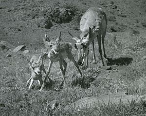 Doe with fawns about 1 hour old, Ft. Davis, Texas, 1947
