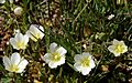 Dwarf wooly meadowform