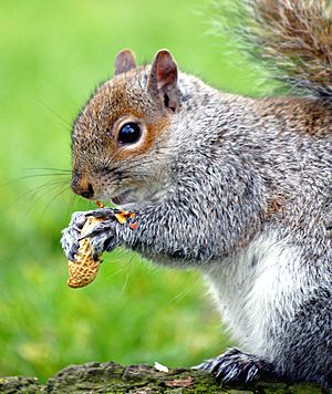 Eastern Gray Squirrel peanut