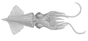 Enoploteuthis leptura.jpg