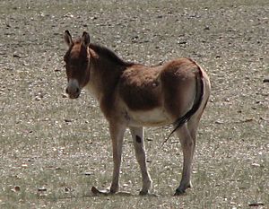 Equus kiang - Changtang