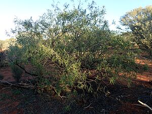 Eremophila longifolia (habit)