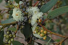 Eucalyptus argutifolia flowers