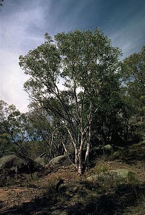 Eucalyptus bancroftii habit