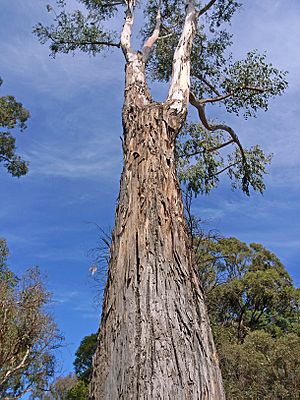 Eucalyptus dunnii.jpg
