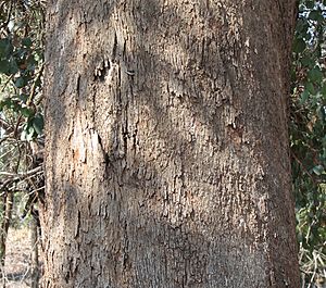 Eucalyptus polyanthemos vestita bark