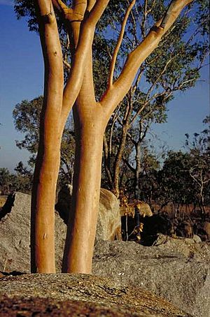Eucalyptus tintinnans.jpg