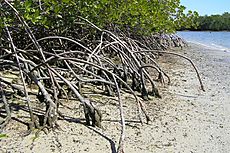Everglades Nat'l Park Mangrove