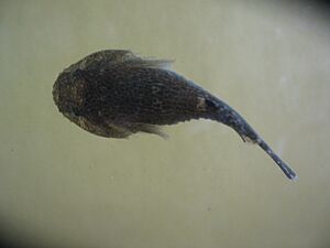 Example of Skilletfish Gobiesox strumosus.jpg