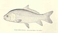 FMIB 33324 Ictiobus Bubalus (Ravinesque)