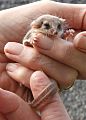 Feathertail glider, Acrobates pygmaeus (Tony Rees photograph)