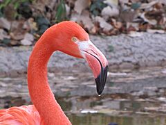 Flamingo at the Albuquerque Zoo