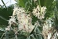 Flowering Mexican Date Palm