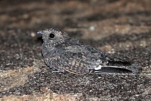 Freckled nightjar (Caprimulgus tristigma) male.jpg