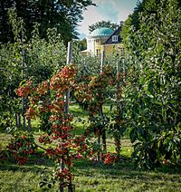 Frydenlund - apple trees