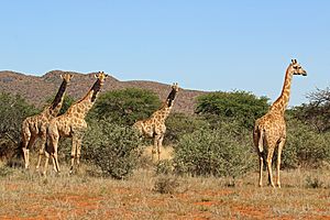 Giraffe (Giraffa camelopardalis) females