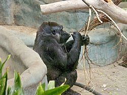 Gorilla Milwaukee County Zoo