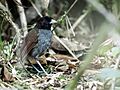 Grallaria carrikeri - Pale-billed Antpitta