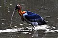 Greater Adjutant Leptoptilos dubius by Dr. Raju Kasambe (1)