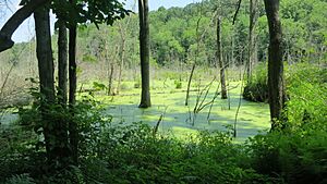 Hart's Pond from Metacomet-Monadnock Trail, July 2013