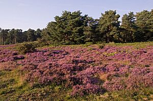 Heather on Reigate Heath - geograph.org.uk - 2587145