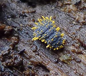 Holacanthella paucispinosa